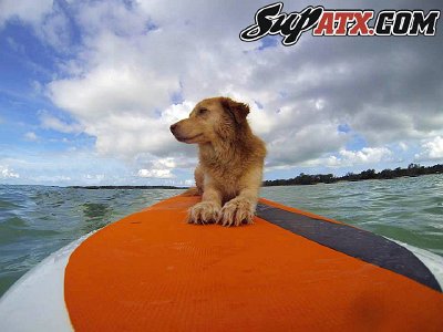 dog-stand-up-paddle-sup-keys